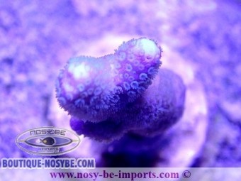 https://www.boutique-nosybe.com/4949-thickbox_default/montipora-digitata-wysiwyg-24012021-16.jpg