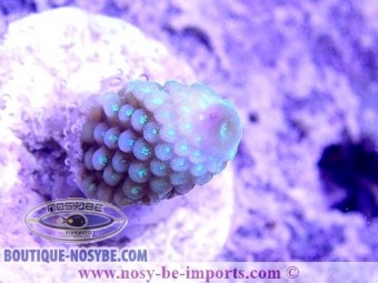 https://www.boutique-nosybe.com/4950-thickbox_default/acropora-humilis-wysiwyg-24012021-17.jpg