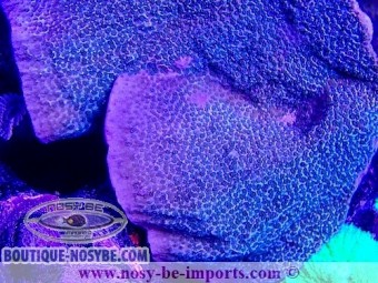 https://www.boutique-nosybe.com/4951-thickbox_default/montipora-sp-wysiwyg-24012021-18.jpg