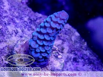 https://www.boutique-nosybe.com/4968-thickbox_default/acropora-spathulata-wysiwyg-12022021-6.jpg