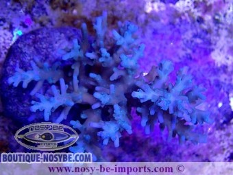 https://www.boutique-nosybe.com/4972-thickbox_default/acropora-carduus-wysiwyg-12022021-9.jpg