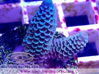 https://www.boutique-nosybe.com/4978-thickbox_default/acropora-spathulata-wysiwyg-14022021-3.jpg