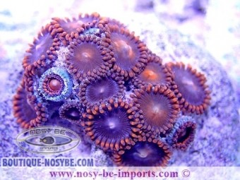 https://www.boutique-nosybe.com/5018-thickbox_default/zoanthus-sp-wysiwyg-20022021-8.jpg