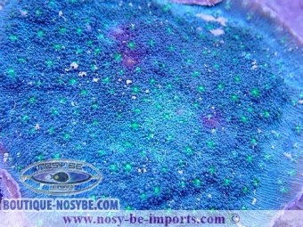 https://www.boutique-nosybe.com/5020-thickbox_default/echinopora-lamellosa-wysiwyg-20022021-10.jpg