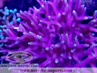 https://www.boutique-nosybe.com/5039-thickbox_default/seriatopora-caliendrum-rose-wysiwyg-20022021-22.jpg