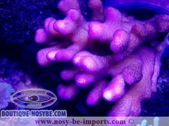 https://www.boutique-nosybe.com/5041-thickbox_default/stylophora-sp-tonga-wysiwyg-20022021-23.jpg