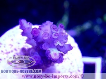 https://www.boutique-nosybe.com/5043-thickbox_default/acropora-sp-wysiwyg-20022021-24.jpg