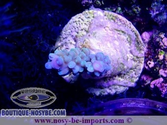 https://www.boutique-nosybe.com/5046-thickbox_default/acropora-sp-wysiwyg-20022021-27.jpg