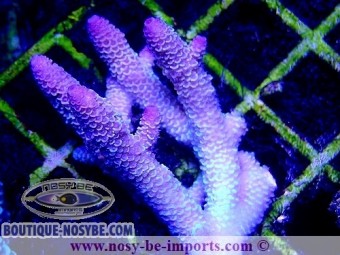 https://www.boutique-nosybe.com/5047-thickbox_default/acropora-spathulata-wysiwyg-20022021-28.jpg