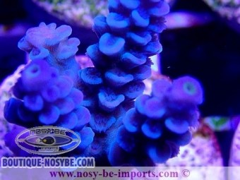 https://www.boutique-nosybe.com/5051-thickbox_default/acropora-sp-wysiwyg-20022021-29.jpg