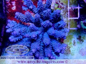 https://www.boutique-nosybe.com/5054-thickbox_default/acropora-tenuis-wysiwyg-20022021-31.jpg