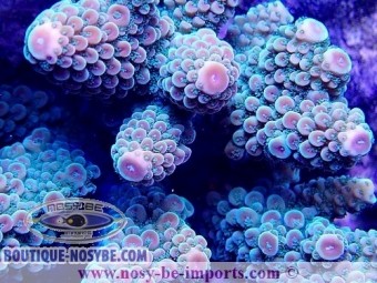 https://www.boutique-nosybe.com/5061-thickbox_default/acropora-gemmifera-wysiwyg-20022021-33.jpg