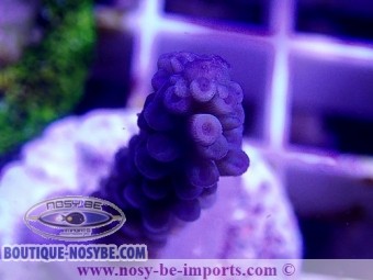 https://www.boutique-nosybe.com/5062-thickbox_default/acropora-sp-wysiwyg-20022021-34.jpg