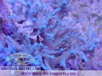 https://www.boutique-nosybe.com/5063-thickbox_default/acropora-carduus-wysiwyg-20022021-35.jpg