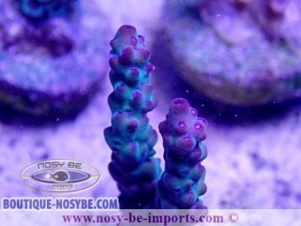 https://www.boutique-nosybe.com/5066-thickbox_default/acropora-sp-usa-wysiwyg-20022021-37.jpg