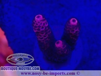 https://www.boutique-nosybe.com/5090-thickbox_default/acropora-millepora-wysiwyg-26022021-1.jpg