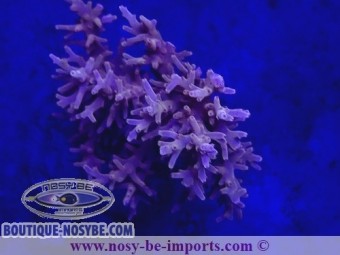 https://www.boutique-nosybe.com/5095-thickbox_default/acropora-carduus-wysiwyg-12022021-3.jpg