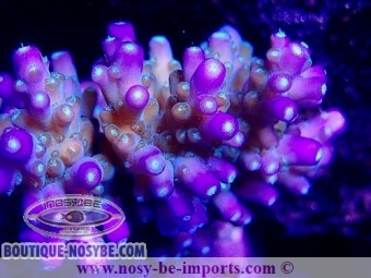 https://www.boutique-nosybe.com/5103-thickbox_default/acropora-efflorescens-wysiwyg-26022021-5.jpg