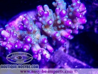 https://www.boutique-nosybe.com/5105-thickbox_default/acropora-efflorescens-wysiwyg-26022021-6.jpg