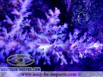 https://www.boutique-nosybe.com/5110-thickbox_default/acropora-echinata-ice-fire-wysiwyg-26022021-10.jpg