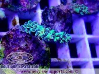 https://www.boutique-nosybe.com/5111-thickbox_default/acropora-tenuis-wysiwyg-26022021-11.jpg