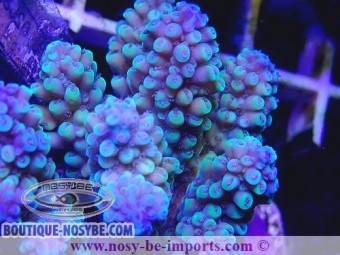 https://www.boutique-nosybe.com/5114-thickbox_default/acropora-sp-wysiwyg-26022021-12.jpg