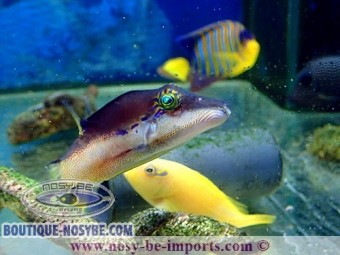 https://www.boutique-nosybe.com/5122-thickbox_default/canthigaster-smithae.jpg