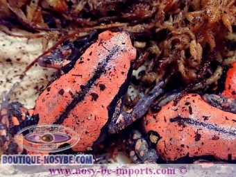 https://www.boutique-nosybe.com/5209-thickbox_default/phrynomerus-bifasciatus.jpg