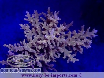 https://www.boutique-nosybe.com/5244-thickbox_default/acropora-carduus-wysiwyg-20032021-1.jpg