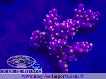 https://www.boutique-nosybe.com/5247-thickbox_default/acropora-sp-usa-wysiwyg-20032021-2.jpg