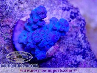 https://www.boutique-nosybe.com/5258-thickbox_default/acropora-tenuis-usa-wysiwyg-20032021-7.jpg