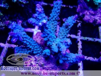 https://www.boutique-nosybe.com/5260-thickbox_default/acropora-hoeksemai-wysiwyg-20032021-8.jpg