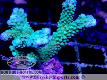 https://www.boutique-nosybe.com/5262-thickbox_default/acropora-hoeksemai-wysiwyg-20032021-9.jpg