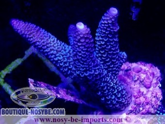 https://www.boutique-nosybe.com/5266-thickbox_default/acropora-sp-wysiwyg-20032021-11.jpg