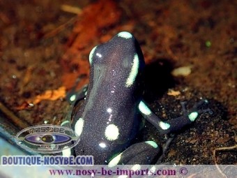 https://www.boutique-nosybe.com/5273-thickbox_default/dendrobates-auratus-ancon-hill.jpg