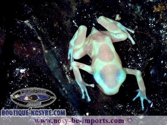 https://www.boutique-nosybe.com/5276-thickbox_default/dendrobates-auratus-albinos.jpg