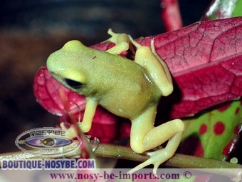 https://www.boutique-nosybe.com/5281-thickbox_default/dendrobates-auratus-el-oro.jpg