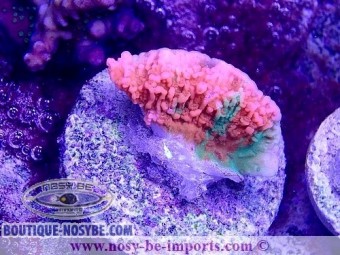 https://www.boutique-nosybe.com/5317-thickbox_default/montipora-sp-grafted-wysiwyg-29052021-8.jpg