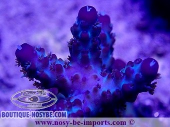 https://www.boutique-nosybe.com/5325-thickbox_default/acropora-sp-wysiwyg-29052021-15.jpg