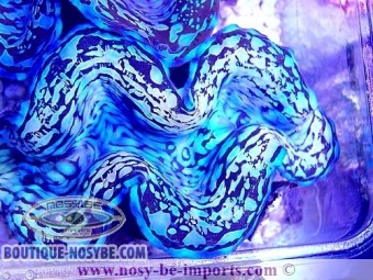 https://www.boutique-nosybe.com/5385-thickbox_default/tridacna-squamosa-bleu-elevage.jpg