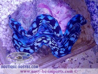 https://www.boutique-nosybe.com/5390-thickbox_default/tridacna-squamosa-bleu-elevage-wysiwyg-25092021-1.jpg