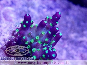 https://www.boutique-nosybe.com/5393-thickbox_default/acropora-nana-usa-wysiwyg-25092021-4.jpg