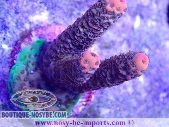 https://www.boutique-nosybe.com/5394-thickbox_default/acropora-millepora-wysiwyg-25092021-5.jpg