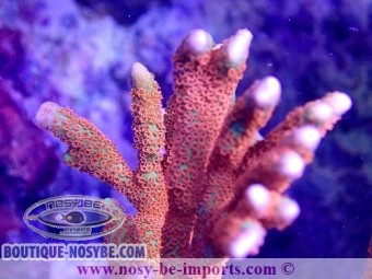 https://www.boutique-nosybe.com/5396-thickbox_default/montipora-digitata-wysiwyg-25092021-6.jpg