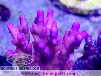 https://www.boutique-nosybe.com/5398-thickbox_default/acropora-sp-usa-wysiwyg-25092021-7.jpg