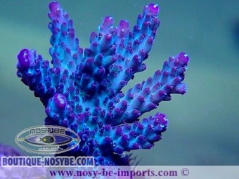 https://www.boutique-nosybe.com/5400-thickbox_default/acropora-sp-usa-wysiwyg-25092021-8.jpg