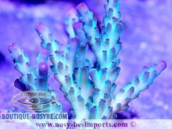 https://www.boutique-nosybe.com/5402-thickbox_default/acropora-sp-usa-wysiwyg-25092021-9.jpg