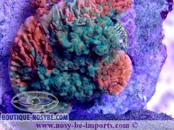 https://www.boutique-nosybe.com/5405-thickbox_default/montipora-capricornis-grafted-wysiwyg-25092021-12.jpg