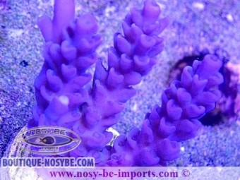 https://www.boutique-nosybe.com/5408-thickbox_default/acropora-tenuis-usa-wysiwyg-25092021-13.jpg