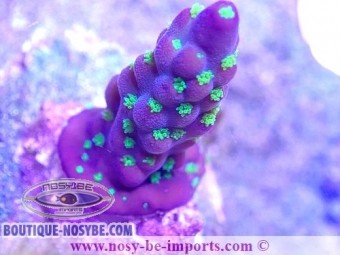 https://www.boutique-nosybe.com/5409-thickbox_default/acropora-nana-usa-wysiwyg-25092021-14.jpg